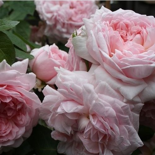 Shop - Rosa Eglantyne - rosa - englische rosen - stark duftend - David Austin - Sehr gut geeignet für Rosenbeete und für Randbeete mit jährlich blühenden Pflanzen.